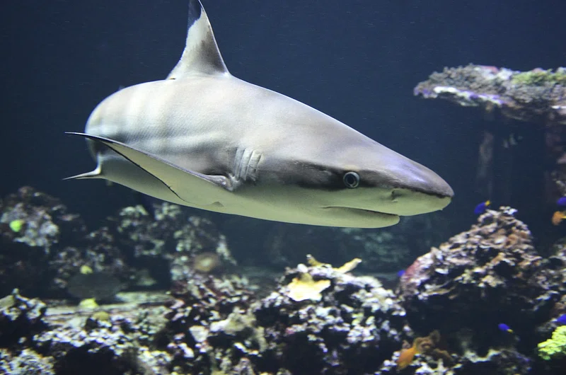 Tiger shark with dark vertical stripes swimming near the ocean floor.