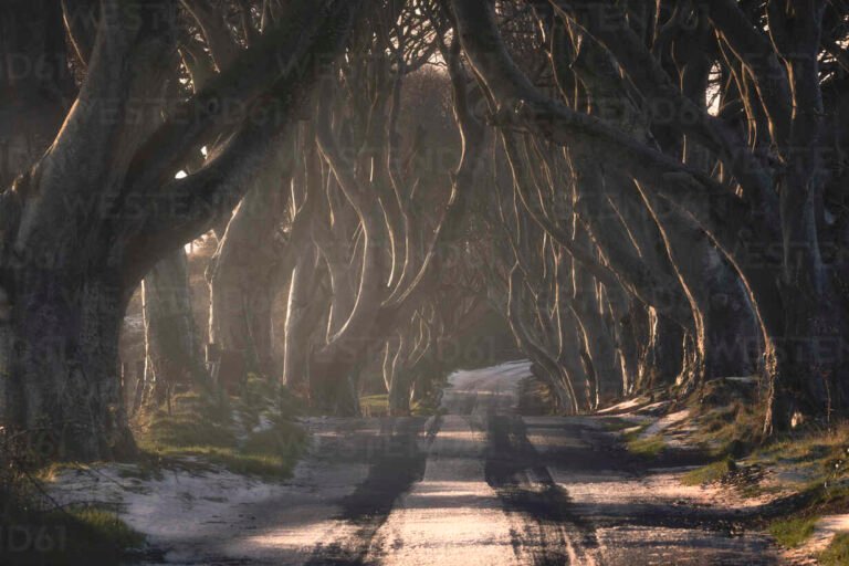 102. The Quiet Shape of a Good Life empty rural lane bordered by hedges in soft morning light