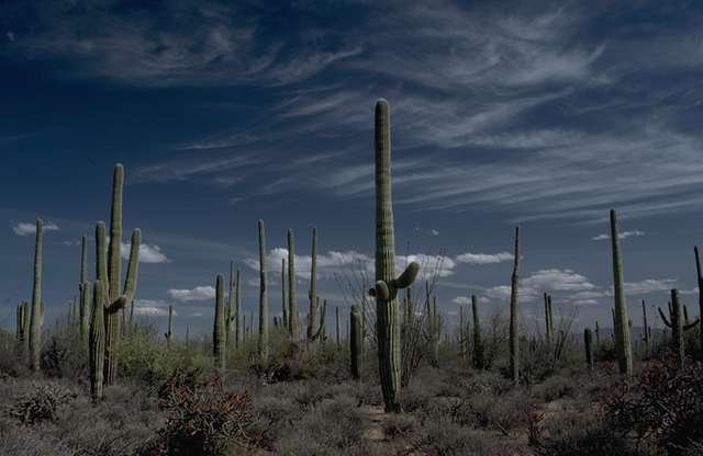 Low evening light in the desert