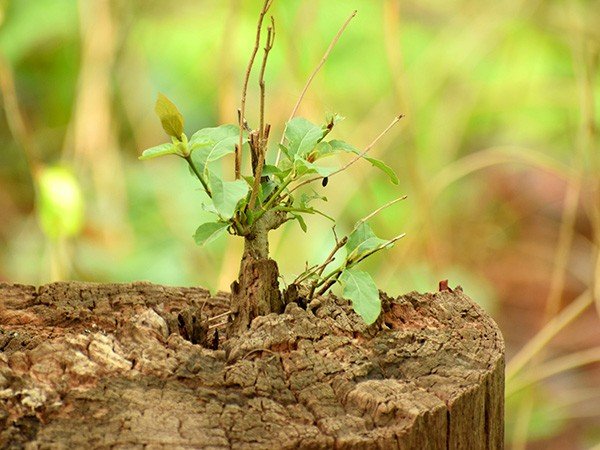 Green shoots growing from a tree stump
