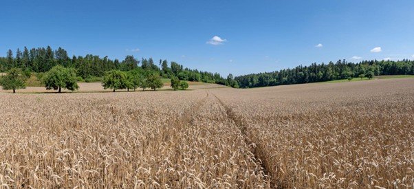 Golden wheat field under a soft cloudy sky, ready for harvest.