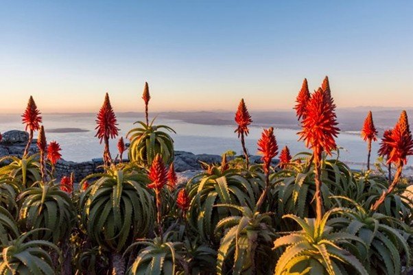 Small wildflowers blooming across dry desert ground under soft daylight.