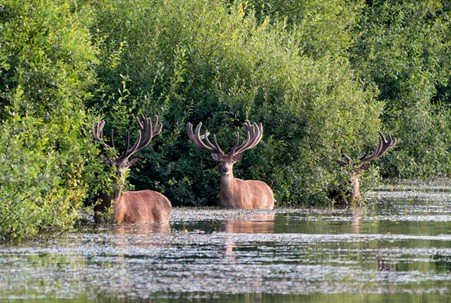 29 The Question That Waits Group of deer walking together through woodland clearing.