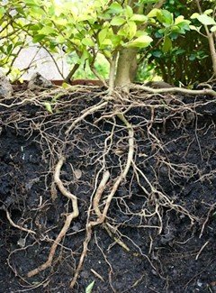 Thick tree roots exposed and gripping rocky forest soil.