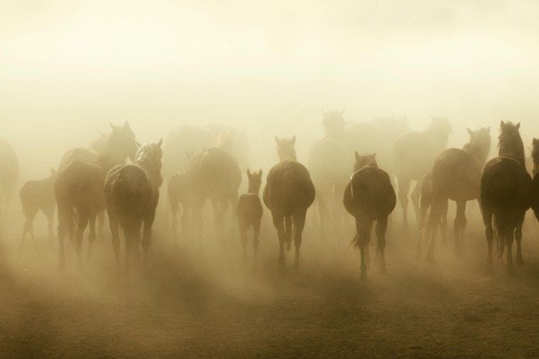 Wild horses running together across open terrain kicking up dust.