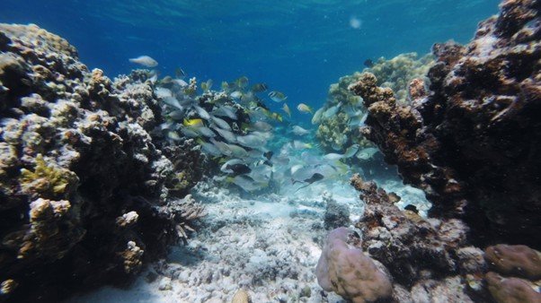 Colourful coral reef formation with fish swimming among branches.