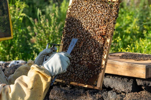 Beekeeper in protective clothing inspecting a honeycomb frame from a hive.