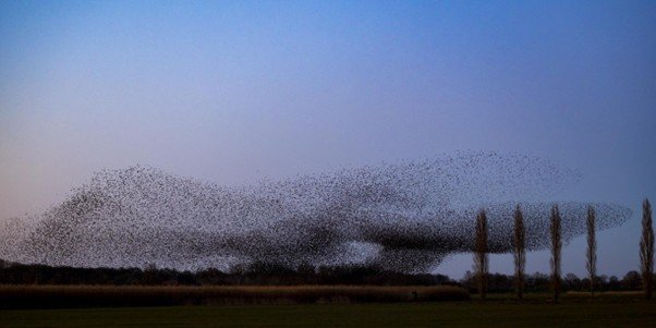 Large flock of birds flying together in a coordinated turn against the sky.
