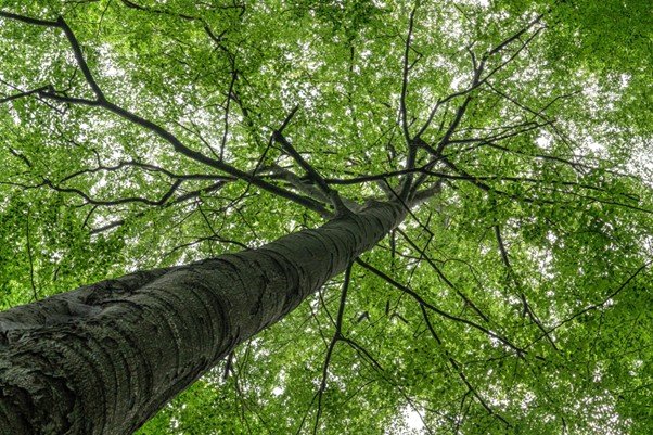 Tall trees forming a dense canopy viewed from below.