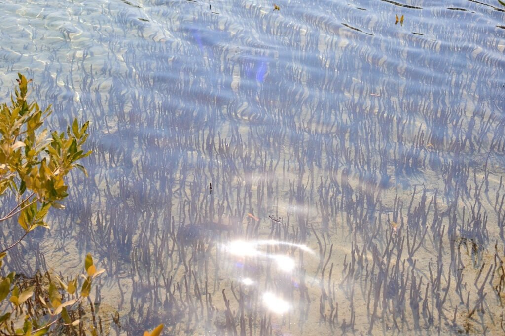 Nothing hidden, calm clear water. still surface with a soft light reflecting