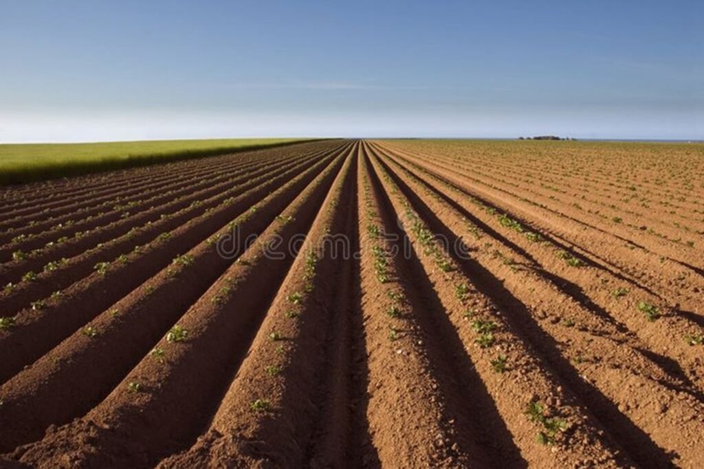 Evening light over cultivated farmland