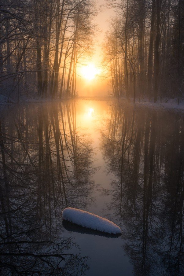 Narrow woodland path with filtered light through tall trees