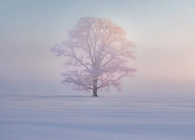 Frost-covered field in early morning light with long shadows