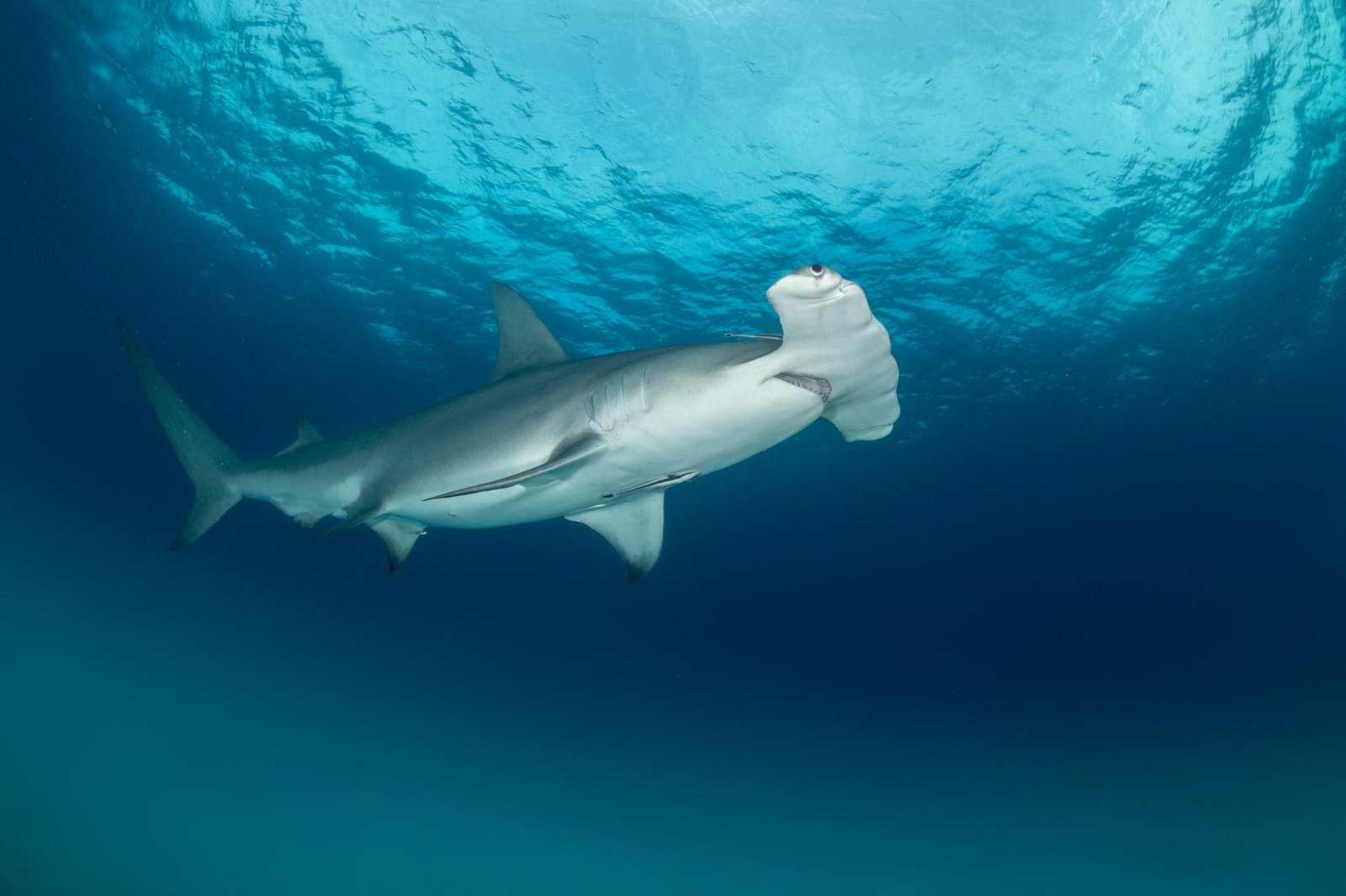 Hammerhead shark with wide, flattened head swimming underwater.