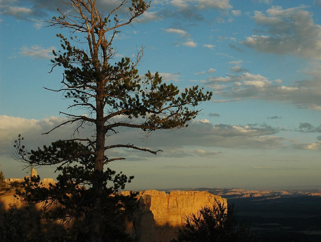 A lone tree at the top