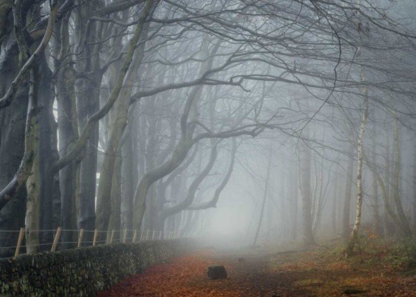 38 Remembered Mercy Woodland path receding beneath tall trees.