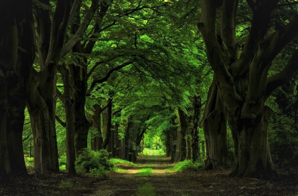 Woodland path leading through dense forest canopy.