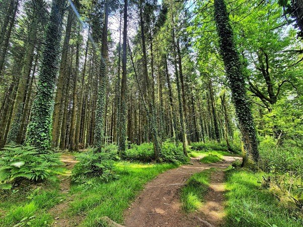 Woodland path extending deep beneath tall forest trees.