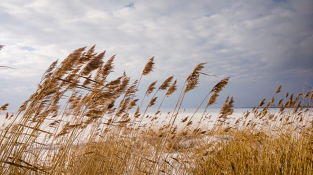 Tall reeds bending gently near water