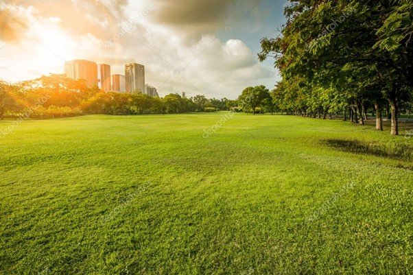 Green pasture under gentle morning light