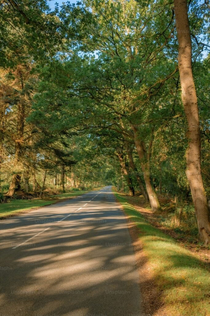 A tree-lined path in soft daylight