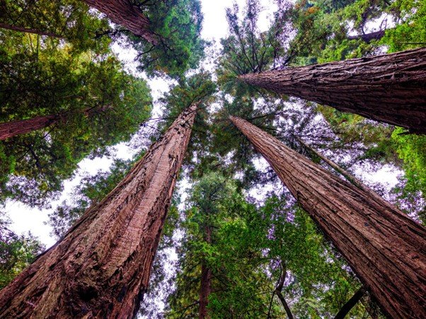 Tall trees rising upward with dense leaves forming a forest canopy.