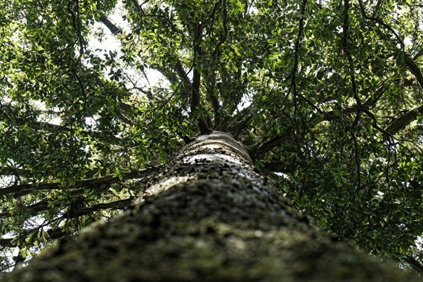 Tall trees rising upward with a dense forest canopy overhead.