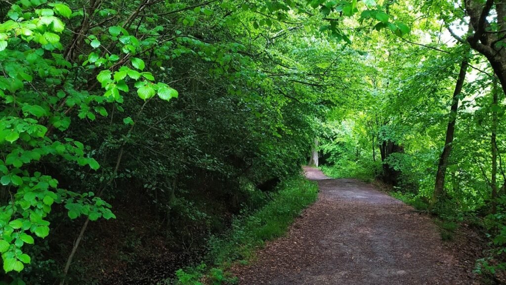 Woodland path leading forward beneath tall trees and dense forest canopy.