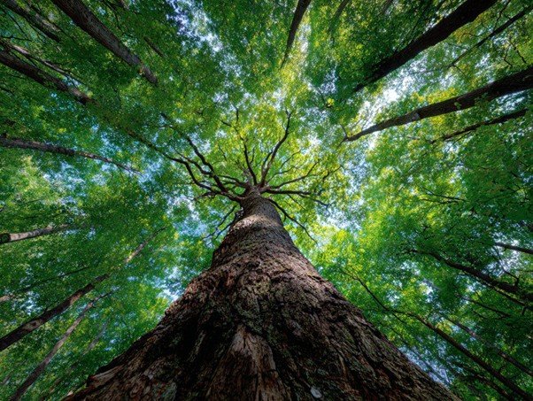 Tall trees forming a dense forest canopy with depth through the woodland.